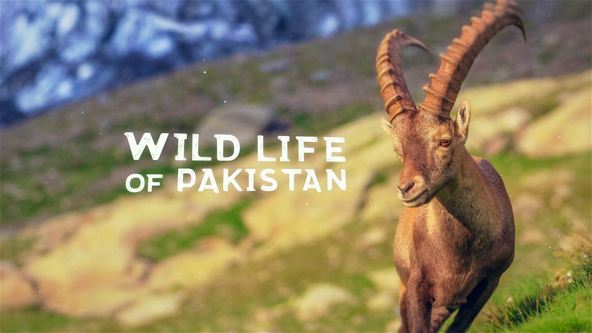 Wildlife Of Pakistan