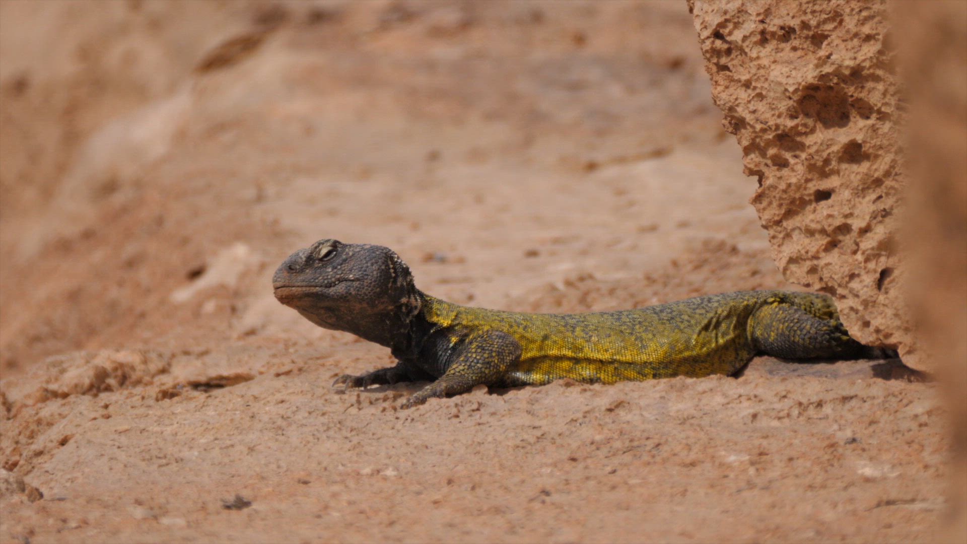 Wildlife of Pakistan