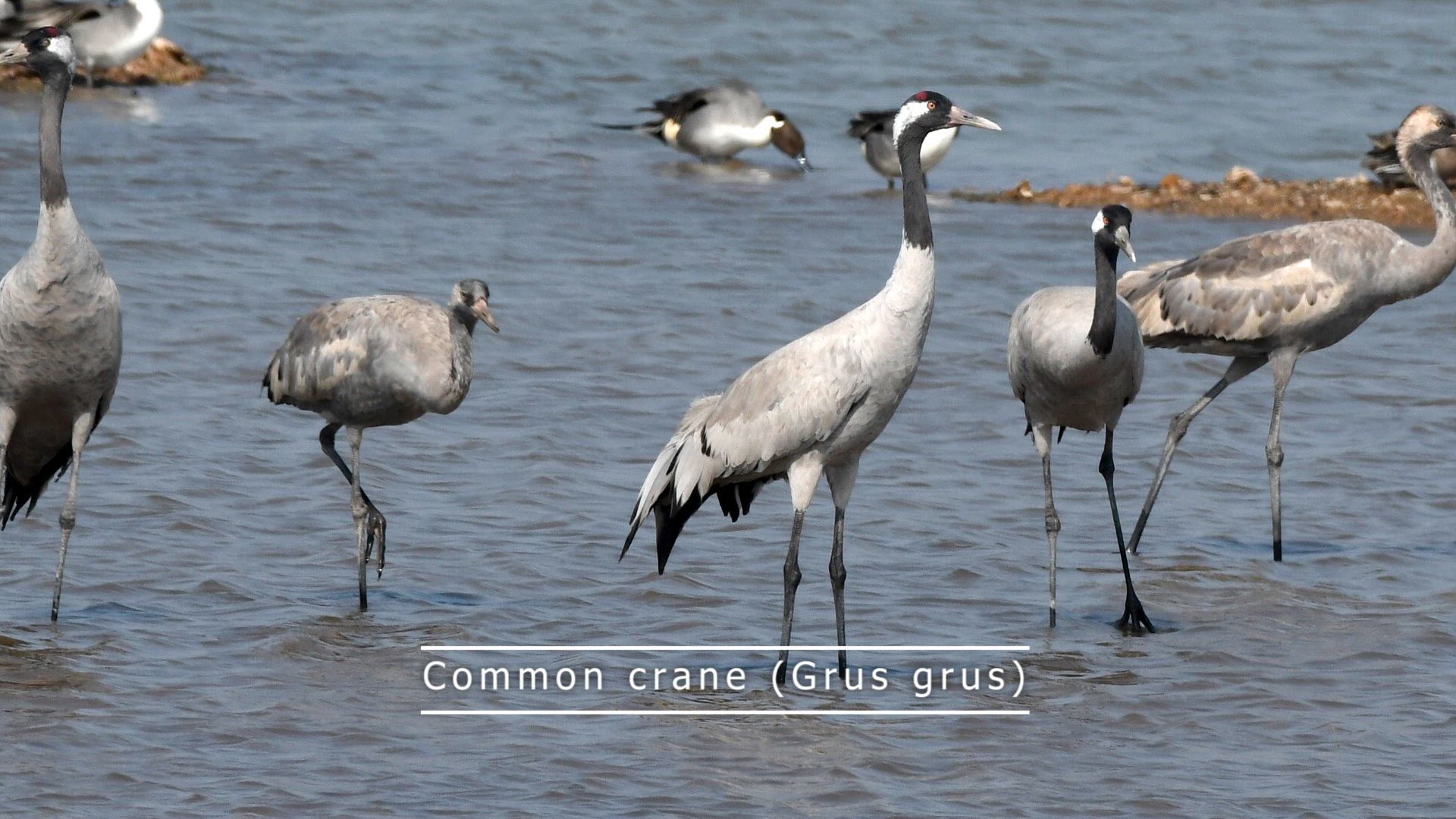 Wildlife of Pakistan