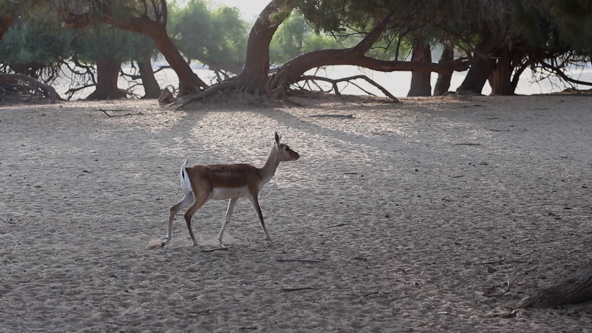 Travel Through The Earth